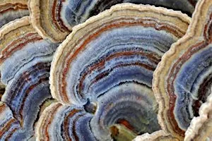 Greenway Wild Walks: Fungus Among Us