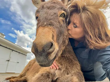 Group Donkey Encounter