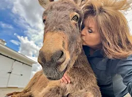 Group Donkey Encounter