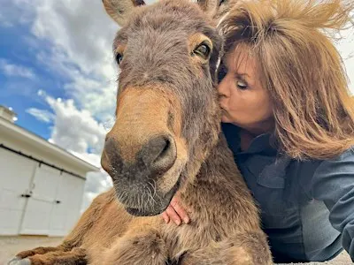 Group Donkey Encounter
