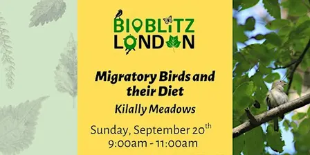 Migratory Birds and their Diet - Guided Walk  in Kilally Meadows