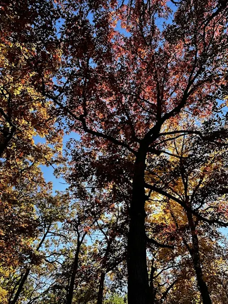 the earth is always holding us; fall forest bathing for troubling times