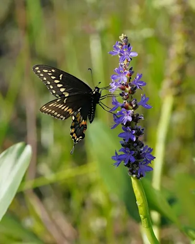 Beyond Butterflies: Reading Flint Pen Strand as Habitat