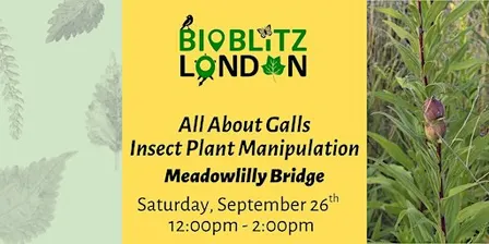 All About Galls through Insect Plant Manipulation - Guided Walk