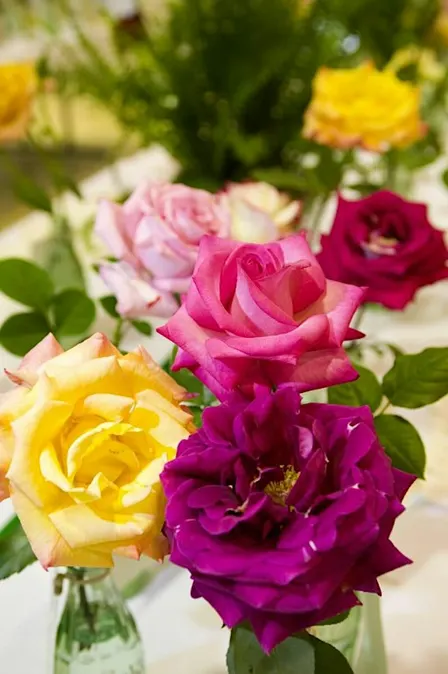 Spring Starts in the Winter for Roses