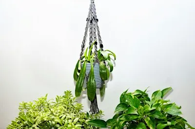 Macramé  Plant Hanger