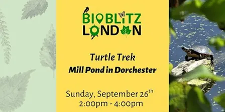 Turtle Trek - Mill Pond ESA in Dorchester