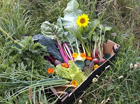 Grow Your Own Food: A Beginner's Evening
