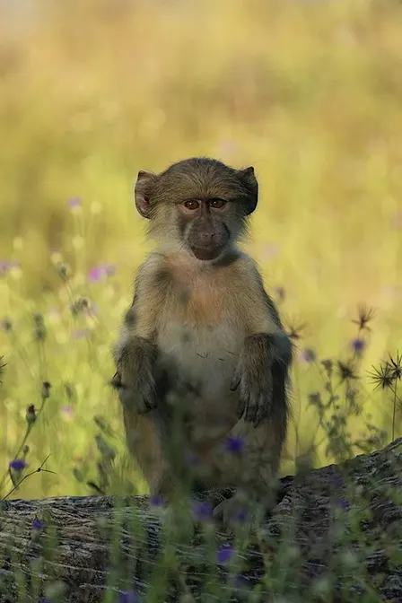 Art of Wildlife Photography