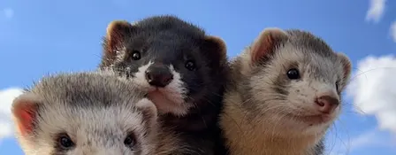 Ferret Fun