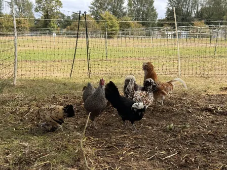 Chick, Chat & Chill