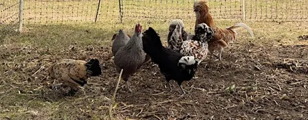Chick, Chat & Chill