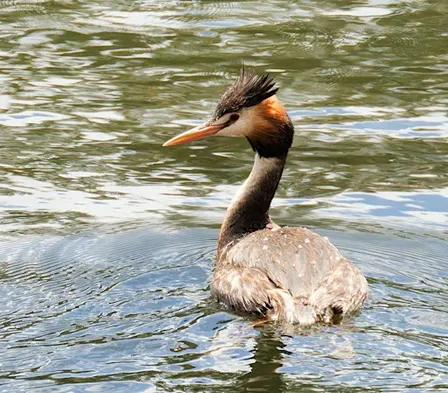 Birdwalk at Tanunda Wetlands