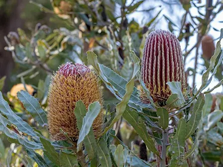 RICH BUSHLAND RESOURCES GUIDED WALK