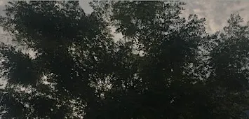 Het Vrijhedenbos