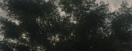 Het Vrijhedenbos