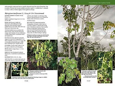 STEPS & TOOLS for Plant ID, an Easier Approach? With Bobby Hattaway