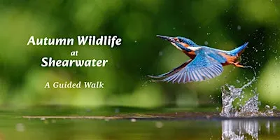Autumn Wildlife Walk at Shearwater