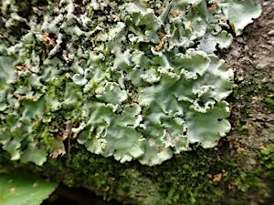Lichen: more than meets the eye