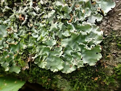 Lichen: more than meets the eye