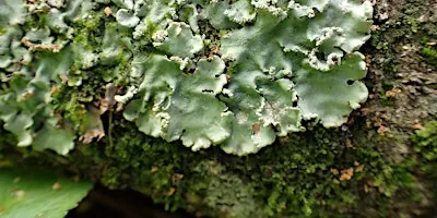 Lichen: more than meets the eye