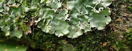 Lichen: more than meets the eye