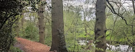 Forest Bathing at Sconce Park
