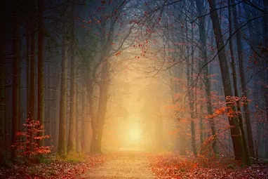 Autumn colours part 2: The Famous Chess Valley trail.