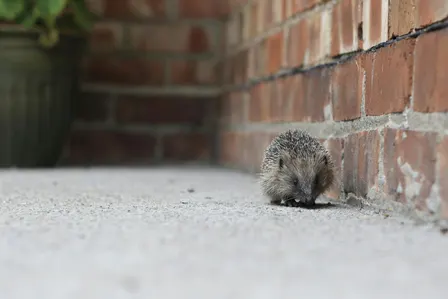 Nature Tots - Robinswood Hill - A day in the life of Mr. Spike