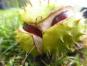 Nature Tots - Crickley Hill - Autumn Treasures