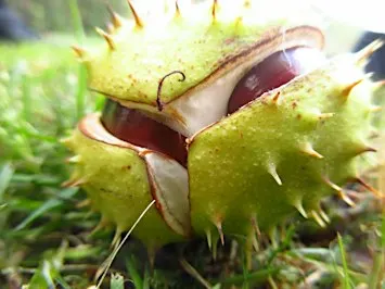 Nature Tots - Crickley Hill - Autumn Treasures