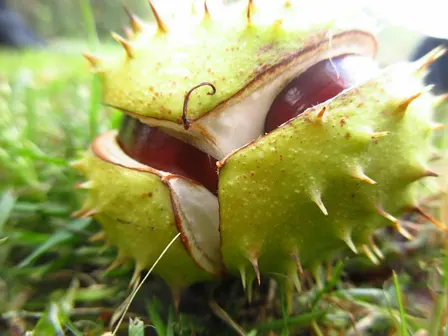 Nature Tots - Crickley Hill - Autumn Treasures