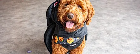 Howl'o'ween Dog Tea Party