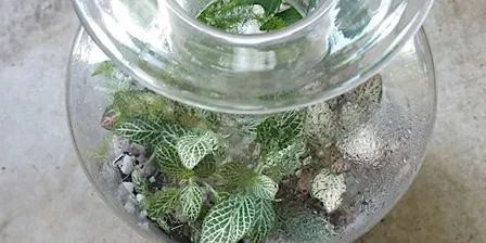 Valentine’s Special : Couples XL Closed Terrarium Workshop