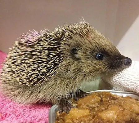 The Work of Brent Lodge Wildlife Hospital