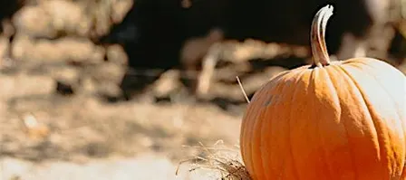 Pumpkins and Piggies