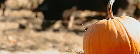 Pumpkins and Piggies