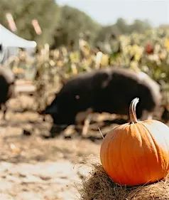 Pumpkins and Piggies