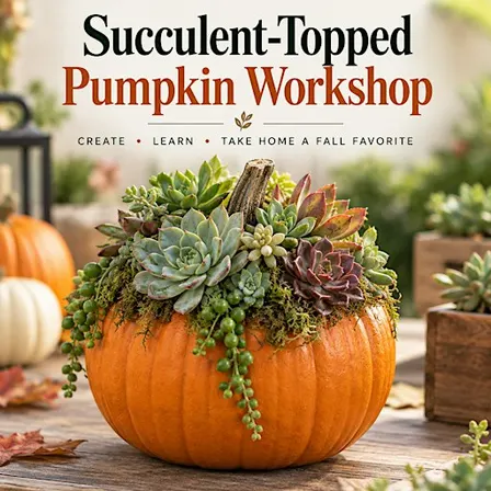 Succulent-Topped Pumpkin Workshop - PaloAlto