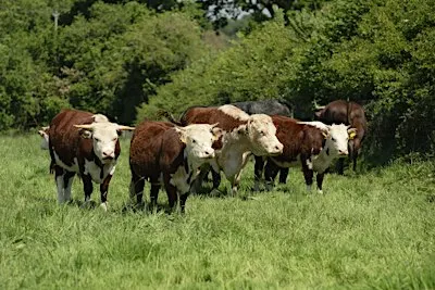 Stroud Farm Cluster Launch