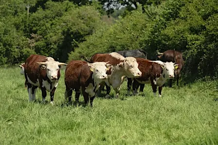 Stroud Farm Cluster Launch