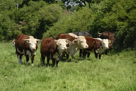Stroud Farm Cluster Launch