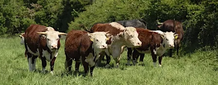 Stroud Farm Cluster Launch