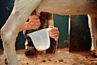 Goat Milking Induction
