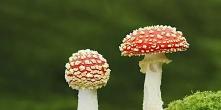 Fingringhoe Fungi