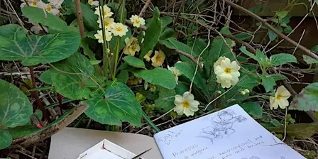 Fingringhoe Estuary Wildlife Ramble and Nature Journaling