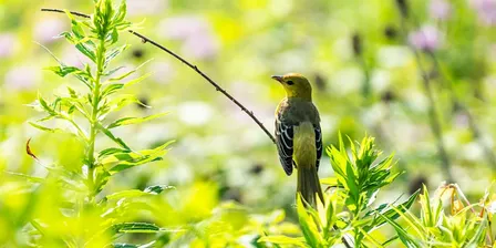 Henry’s Kitchener: Introduction to Birding and Wildlife Photography