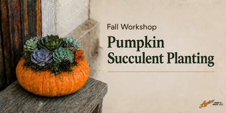 Pumpkin Succulent Centerpiece