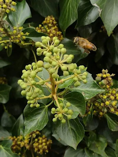 Ivy Bee walk & Talk