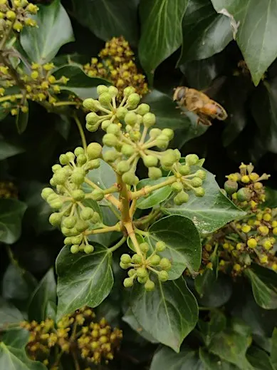 Ivy Bee walk & Talk